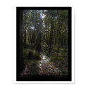 Sunlight Through the Woods posters