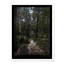Sunlight Through the Woods posters