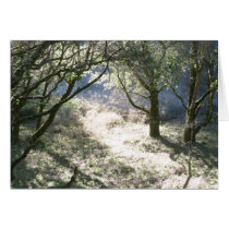 Sunlight Through Trees cards