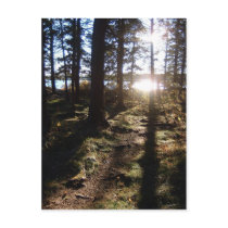 Sunlight Through Trees postcards