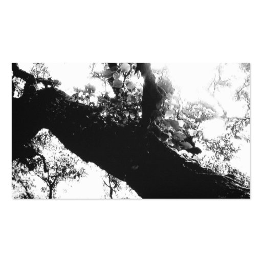 Sunlight Tree Black and White Photography Business Card Template (front side)