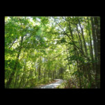 Sunlight Wooded Path Photo Print