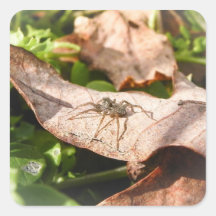 Sunlit Baby Spider Square Stickers
