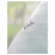 Sunlit Black Ant Custom Letterhead