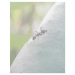 Sunlit Black Ant letterhead