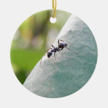 Sunlit Black Ant Ornament