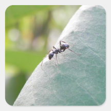 Sunlit Black Ant Square Stickers