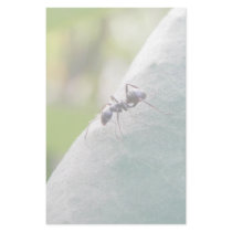 Sunlit Black Ant Stationery Paper