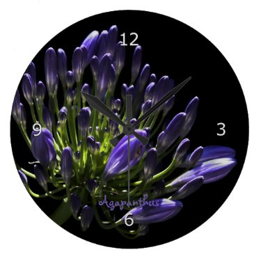 Sunlit Blooming Purple Agapanthus, African Lily Round Clocks