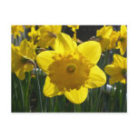 Sunlit Daffodil Post Card