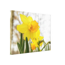 Sunlit Daffodils Canvas Prints