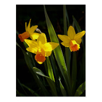 Sunlit Daffodils postcard