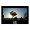 Sunlit Daisies posters