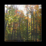Sunlit Fall Forest Magnet
