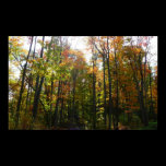 Sunlit Fall Forest Photography Print