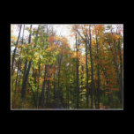 Sunlit Fall Forest Postcard
