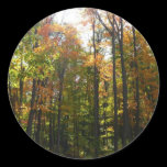 Sunlit Fall Forest Sticker