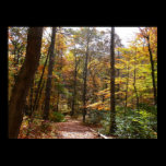 Sunlit Fall Trail Photography Print