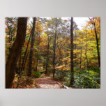 Sunlit Fall Trail Photography Print