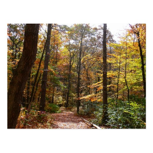 Sunlit Fall Trail Postcard
