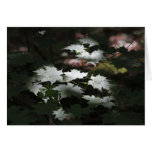 Sunlit Maple Leaves Greeting Card