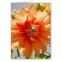 Sunlit Orange Dahlia Card