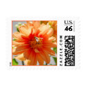 Sunlit Orange Dahlia Postage postage by dlgray Sunlit Orange Dahlia Postage postage