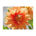 Sunlit Orange Dahlia Postcard