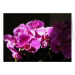 Sunlit Orchids Greeting Card