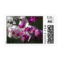 Sunlit Orchids Stamps
