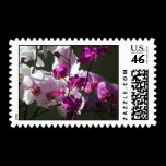 Sunlit Orchids Stamps