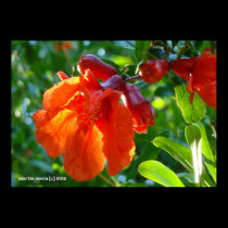Sunlit Pomegranate Flower posters