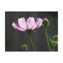 Sunlit Purple Cosmos postcards