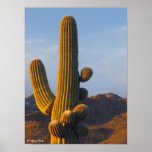 Sunlit Saguaro Cactus - Canvas Print