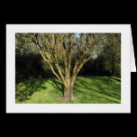 Sunlit Tree (Bordered) cards