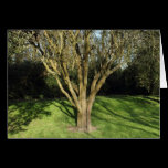 Sunlit Tree cards