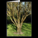 Sunlit Tree cards