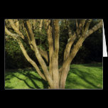 Sunlit Tree cards