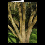 Sunlit Tree cards