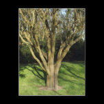 Sunlit Tree postcards