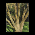 Sunlit Tree postcards