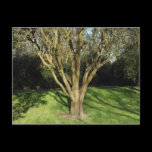 Sunlit Tree postcards