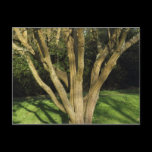 Sunlit Tree postcards
