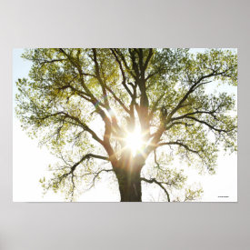 Sunlit Tree Poster