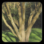 Sunlit Tree stickers