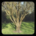 Sunlit Tree stickers