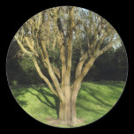Sunlit Tree stickers