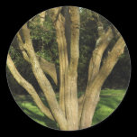 Sunlit Tree stickers