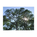 Sunlit Trees Postcard