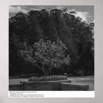 Sunlit Trees, UC Berkeley, 1967 Posters